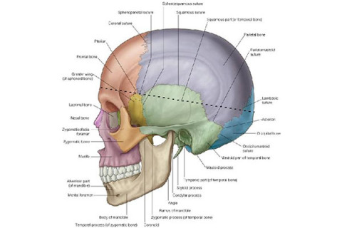 ACSST | Neurosurgery - ACSST